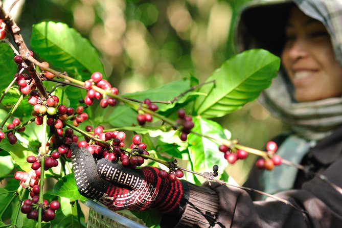 Full Day Crossing the Bolaven Plateau - Coffee, family work, and a fresh cup