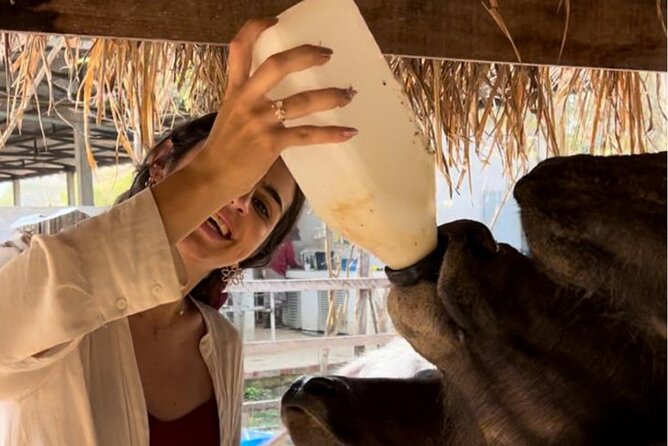 Laos Buffalo Dairy Tours Interact, Learn and Taste Fresh Flavors - Meeting Laos Buffalo Dairy outside Luang Prabang