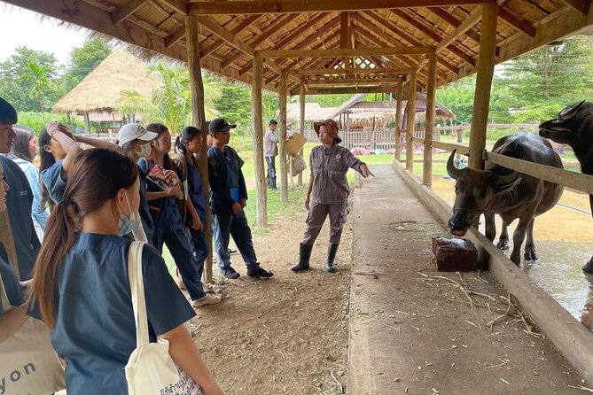 Laos Buffalo Dairy Tours Interact, Learn and Taste Fresh Flavors - What the tour teaches about buffalo milk