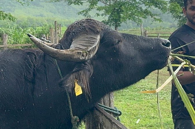 Laos Buffalo Dairy Tours Interact, Learn and Taste Fresh Flavors - Is $14 a good price?