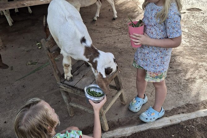 Laos Buffalo Dairy Tours Interact, Learn and Taste Fresh Flavors - Pigs, goats, rabbits, and a farm made for families