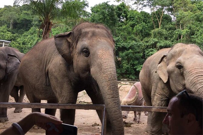 Laos Elephant Sanctuary keeper+ Kuangsi waterfall +Hmong village - Inside MandaLao Elephant Conservation