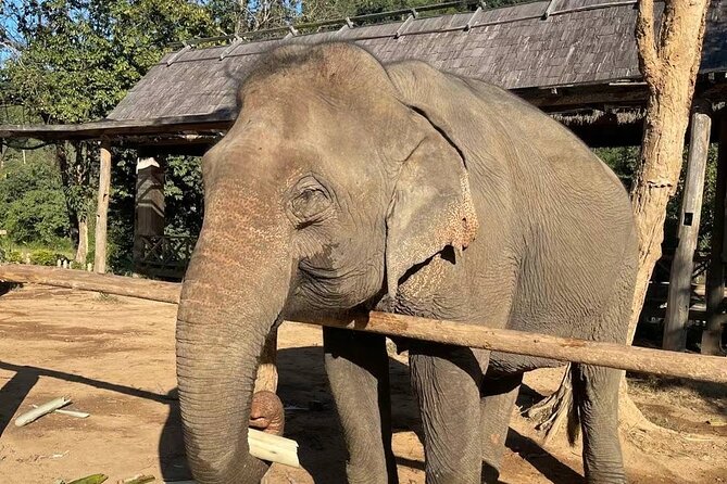 Laos Elephant Sanctuary keeper+ Kuangsi waterfall +Hmong village - 8:00 to 9:00 am pickup and the road out of town