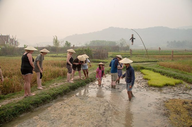 Living Land Rice Farming Experience - Why rice farming makes a memorable Luang Prabang outing