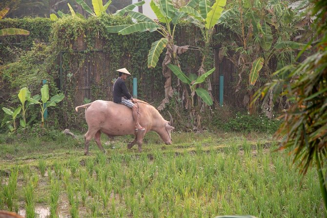 Living Land Rice Farming Experience - From seed to lunch, the useful part of the program