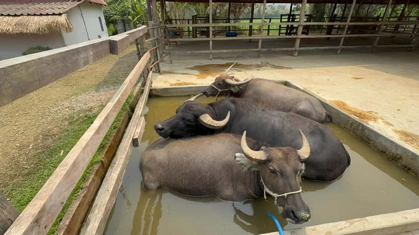 Luang Prabang: Farm Tour and Buffalo Buffet Adventure - Meeting the buffaloes at Laos Buffalo Dairy