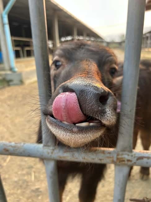 Luang Prabang: Farm Tour and Buffalo Buffet Adventure - What the 45-minute schedule really means