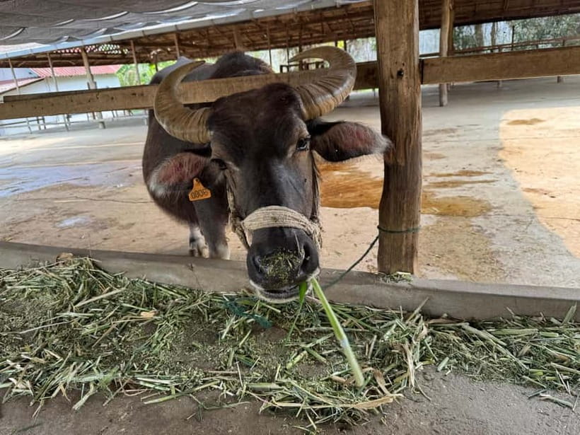Luang Prabang: Farm Tour and Buffalo Buffet Adventure - Is $11 good value in Luang Prabang?