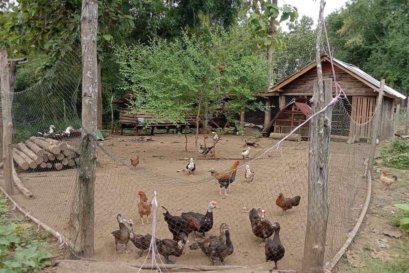 Luang Prabang: Organic Farm Experience & Hike to Kuang si - Starting with Lao food in Ban Pak Si
