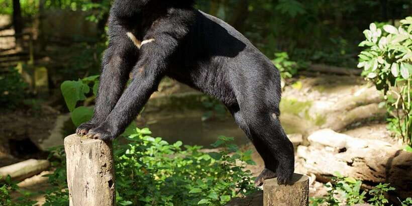 Luang Prabang: Pak Ou Caves & Kuang Si Falls Day Trip - Who will enjoy this day most?