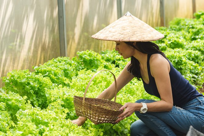 The Namkhan - Cooking Class - Harvesting Vegetables at The Namkhan Activity Center